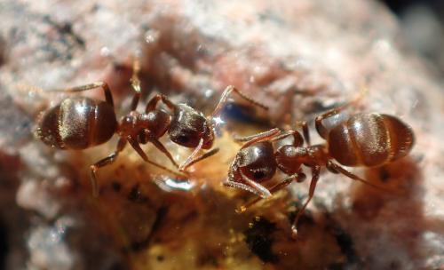 Lasius niger